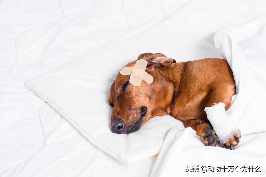 狗狗的生理期大概在什么时候?狗狗经期会有什么症状? 狗狗的生理期大概在什么时候?狗狗经期会有什么症状?