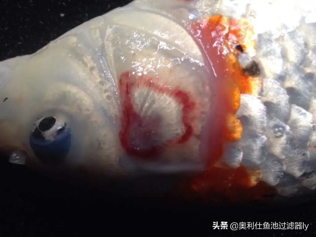 锦鲤罹患烂鳃病有什么症状?锦鲤烂鳃病的分类及防治方法 锦鲤罹患烂鳃病有什么症状?锦鲤烂鳃病的分类及防治方法