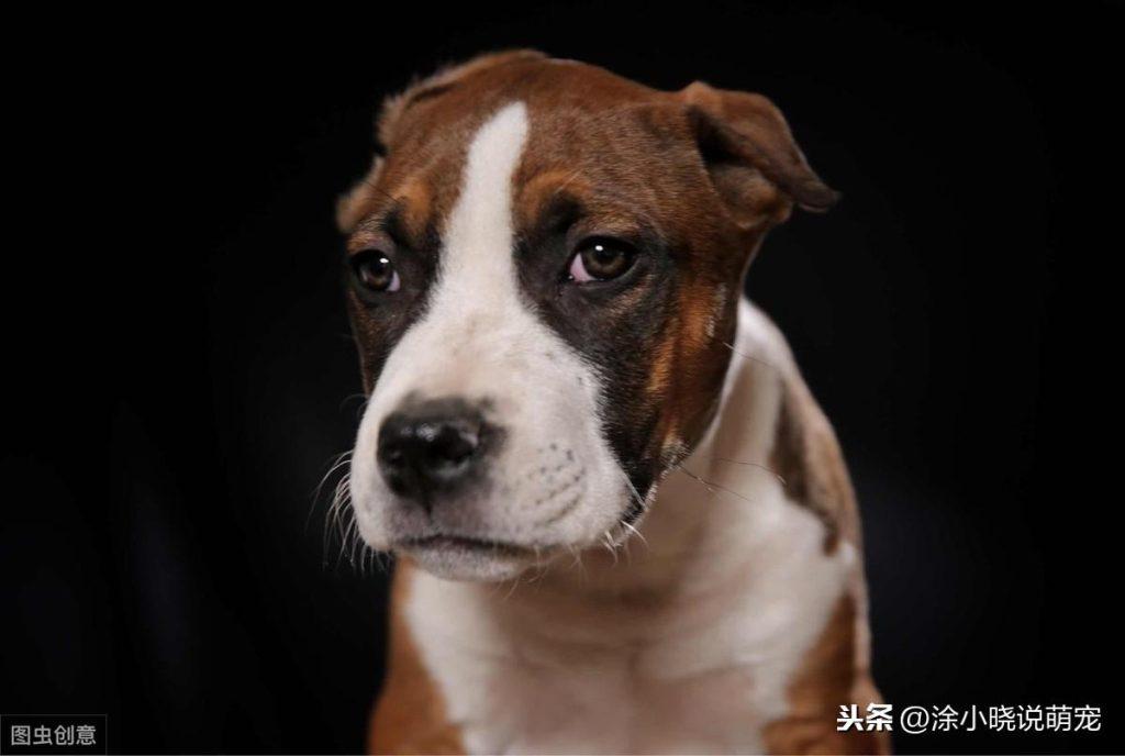 狗狗鼻子褪色是什么原因?狗狗鼻子褪色的3类起因要知道 狗狗鼻子褪色是什么原因?狗狗鼻子褪色的3类起因要知道