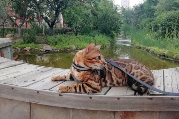 孟加拉豹猫该怎么喂养？想要养好孟加拉豹猫，饮食方面要注意！