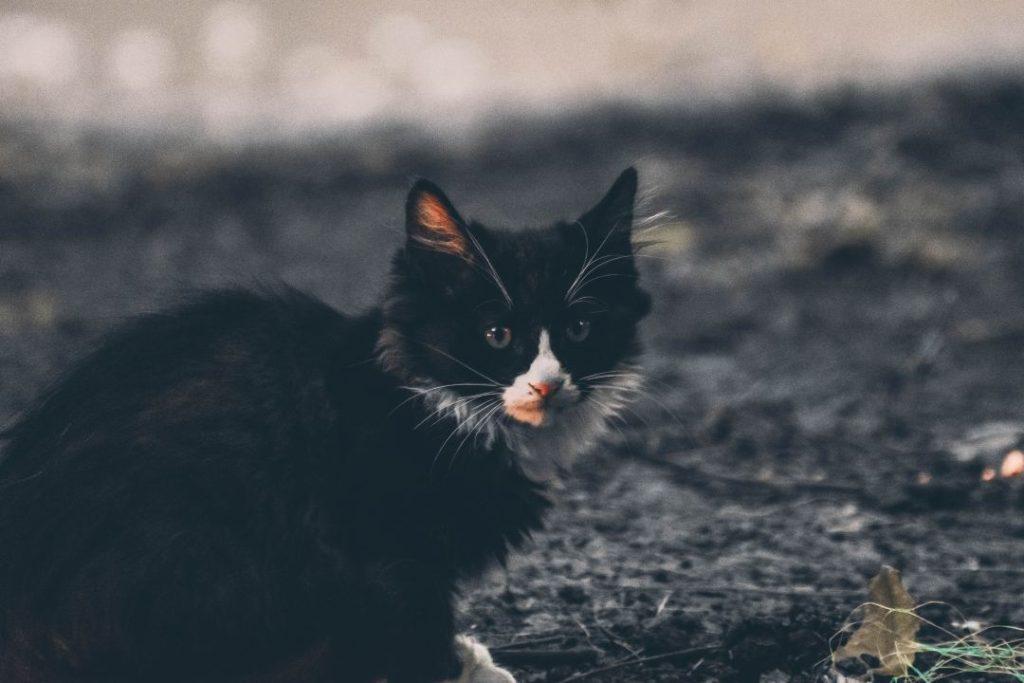猫咪最感兴趣的玩具统统都是活动的,那么为什么会这样? 猫咪最感兴趣的玩具统统都是活动的,那么为什么会这样?