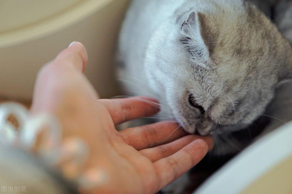 猫咪拉稀怎么办?猫咪拉稀的常见原因及解决办法 猫咪拉稀怎么办?猫咪拉稀的常见原因及解决办法