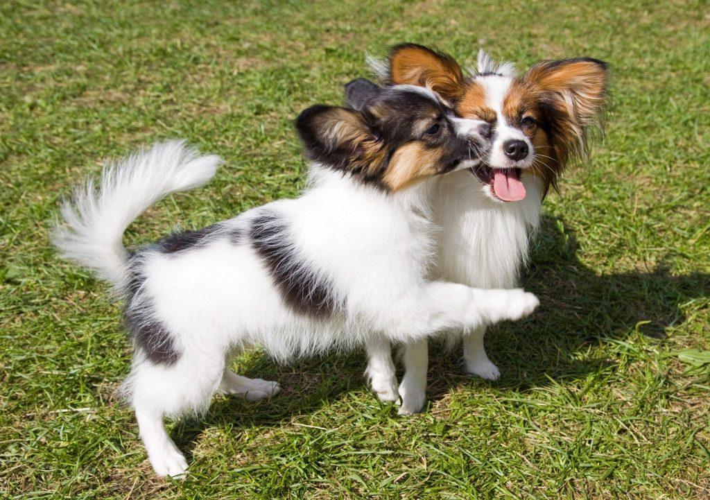 怎样分辨狗狗是玩耍还是打架？狗狗玩耍和打架时的行为征兆