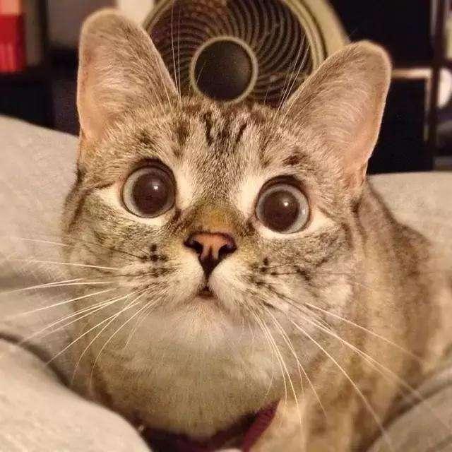 年度最畅销猫粮有些出人意料之外——美士幼猫鸡肉糙米配方猫粮 年度最畅销猫粮有些出人意料之外——美士幼猫鸡肉糙米配方猫粮