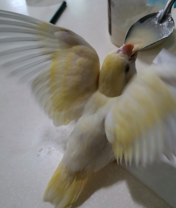 鹦鹉雏鸟怎么喂养?鹦鹉雏鸟饲养指南 鹦鹉雏鸟怎么喂养?鹦鹉雏鸟饲养指南