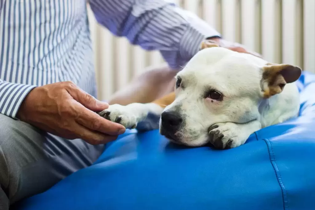 盘点8种为人类服务的狗狗：服务犬执行的任务和它们帮助的人一样多种多样！