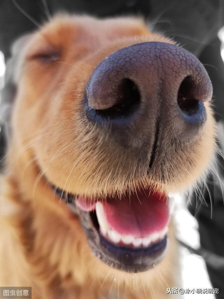 狗狗鼻子褪色是什么原因？狗狗鼻子褪色的3类起因要知道