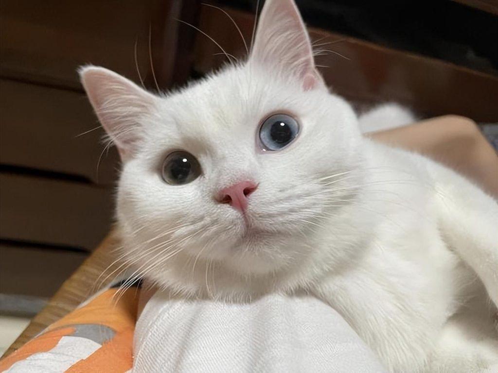 猫咪的胡须是一种特殊的感觉器官!关于猫咪“胡子”的5个小秘密 猫咪的胡须是一种特殊的感觉器官!关于猫咪“胡子”的5个小秘密