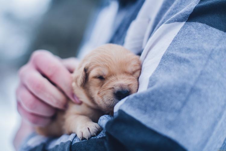如何科学地喂养2个月大的幼犬?幼犬的正确喂养方法 如何科学地喂养2个月大的幼犬?幼犬的正确喂养方法