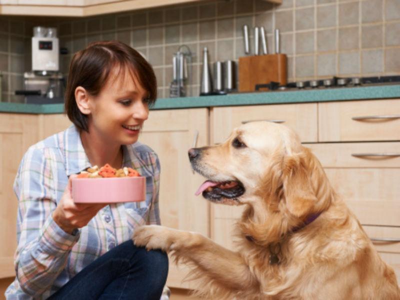 狗狗生病没胃口怎么办？狗狗生病怎么增加狗狗的食欲？