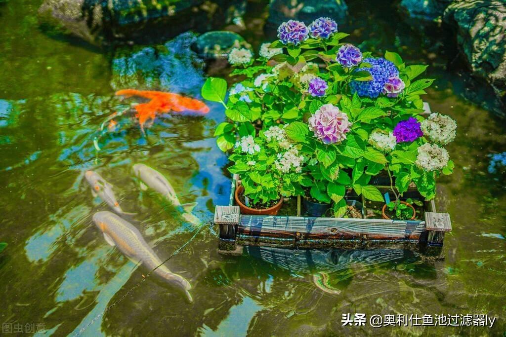 锦鲤罹患烂鳃病有什么症状?锦鲤烂鳃病的分类及防治方法 锦鲤罹患烂鳃病有什么症状?锦鲤烂鳃病的分类及防治方法