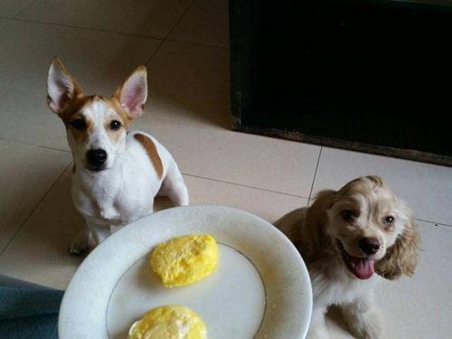 分享5种狗狗爱吃的食物，这些食物对狗狗来说就是“山珍海味”