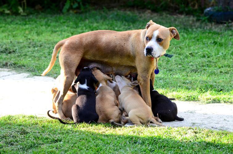 如何科学地喂养2个月大的幼犬?幼犬的正确喂养方法 如何科学地喂养2个月大的幼犬?幼犬的正确喂养方法