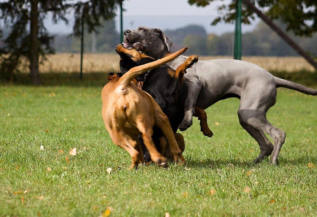 怎样分辨狗狗是玩耍还是打架？狗狗玩耍和打架时的行为征兆