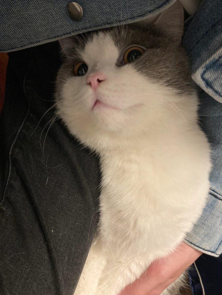 猫咪的胡须是一种特殊的感觉器官!关于猫咪“胡子”的5个小秘密 猫咪的胡须是一种特殊的感觉器官!关于猫咪“胡子”的5个小秘密