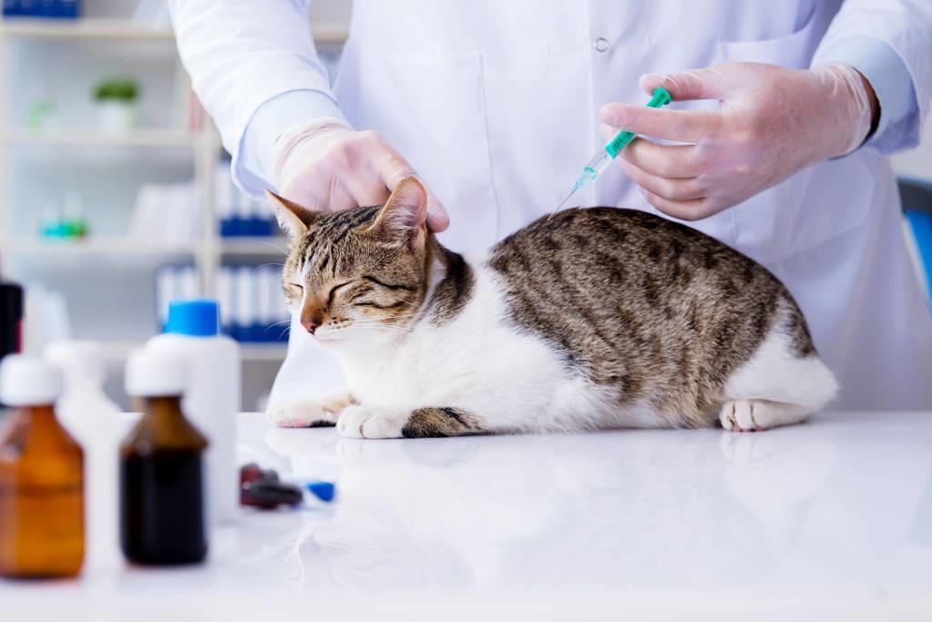 猫咪到底要不要每年都打疫苗?每年给猫咪打疫苗,其实是在害猫? 猫咪到底要不要每年都打疫苗?每年给猫咪打疫苗,其实是在害猫?