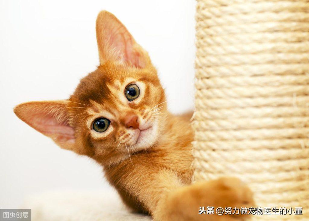 狗狗真的会有嫉妒心吗?狗狗吃醋了怎么办? 狗狗真的会有嫉妒心吗?狗狗吃醋了怎么办?