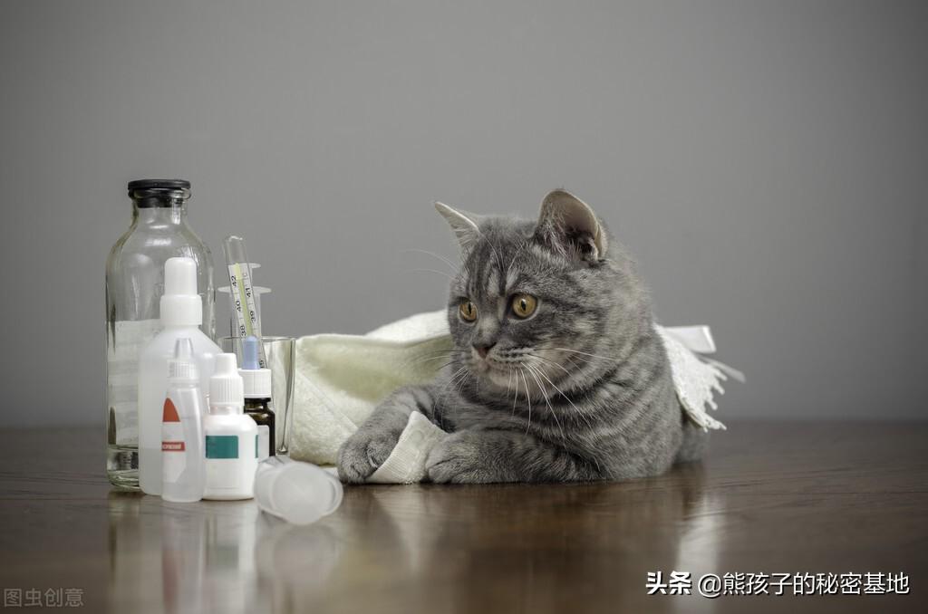 猫咪健不健康可以通过猫咪的排尿行为来观察？