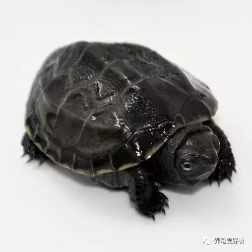 为什么乌龟在冬眠期间也会死？乌龟在冬眠死亡的几个原因