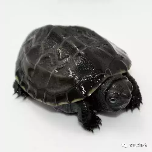为什么乌龟在冬眠期间也会死?乌龟在冬眠死亡的几个原因 为什么乌龟在冬眠期间也会死?乌龟在冬眠死亡的几个原因