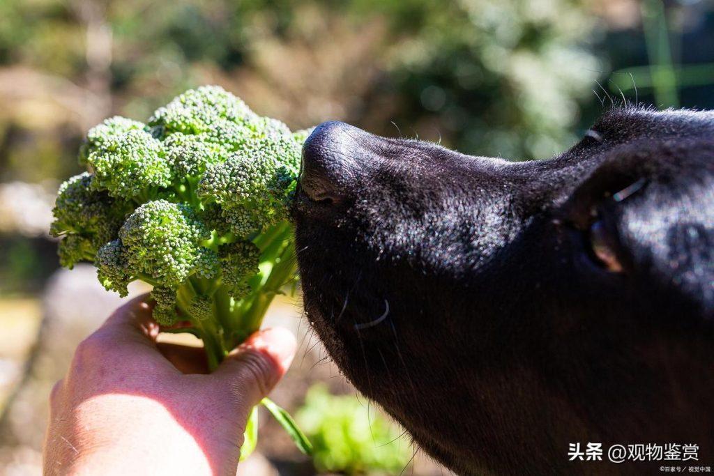 狗狗饮食新选择：西兰花的安全性及其营养价值
