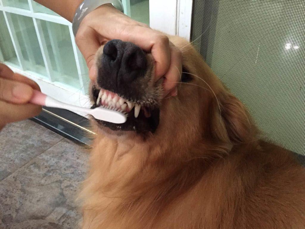 狗狗不抽烟喝酒，为什么牙齿会变黄？了解这3个原因才能对症下药（狗子不刷牙为啥牙齿那么白）