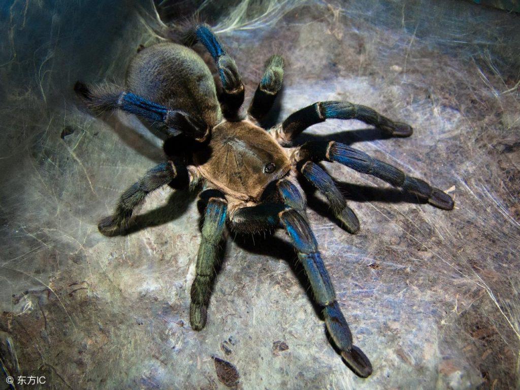 什么是泰国金属蓝蜘蛛？泰国金属蓝蜘蛛怎么饲养？