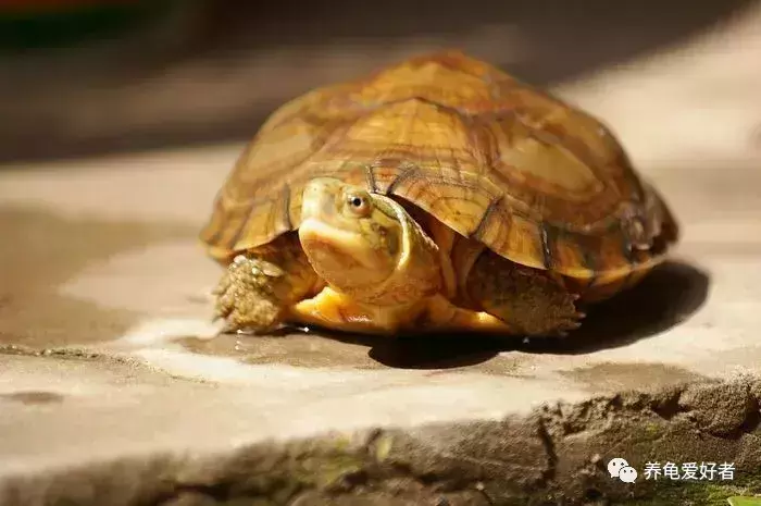 乌龟什么时候应该喂食、喂多少？乌龟的饲养指南