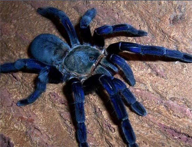 什么是泰国金属蓝蜘蛛？泰国金属蓝蜘蛛怎么饲养？