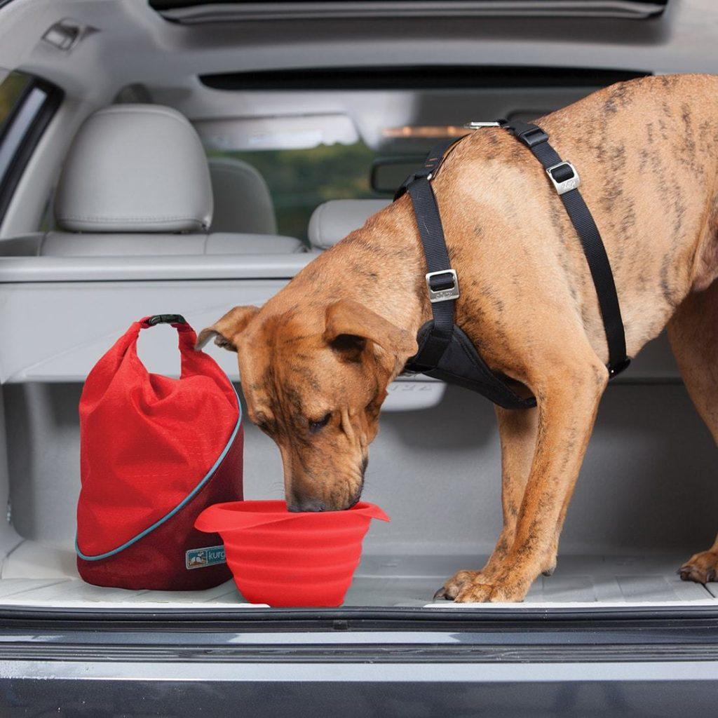 怎么让狗狗学会坐车？如何缓解狗狗对坐车的恐惧？