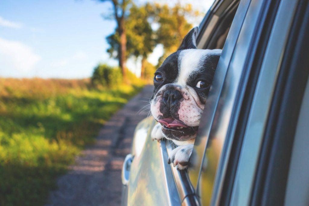 怎么让狗狗学会坐车？如何缓解狗狗对坐车的恐惧？