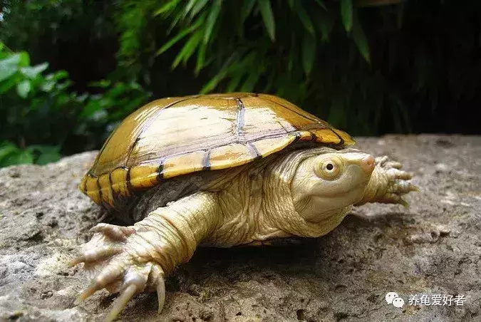 乌龟突然不爱动了是什么原因？龟龟不爱动多数会有以下几个方面