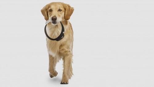 训狗小技巧：怎样让狗适应项圈和牵引带？，如何让狗狗带上牵引绳跟你走
