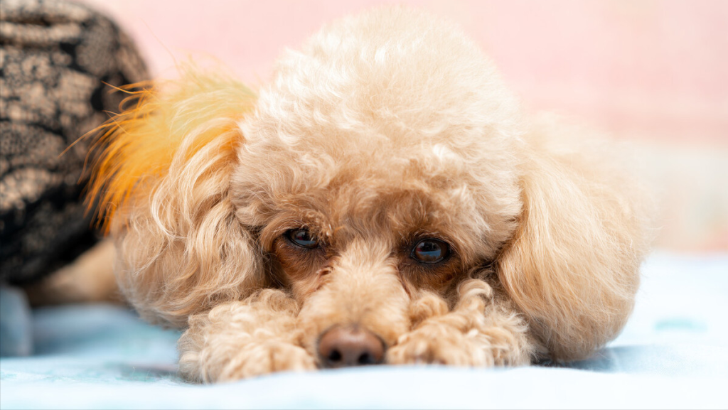 泰迪犬“常见疾病”的早期讯号，早知道，能减少狗狗的痛苦（泰迪狗的通病）