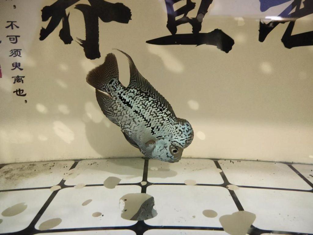 观赏鱼在鱼缸内吃屎？清道夫和硝化细菌，也会吃吗？