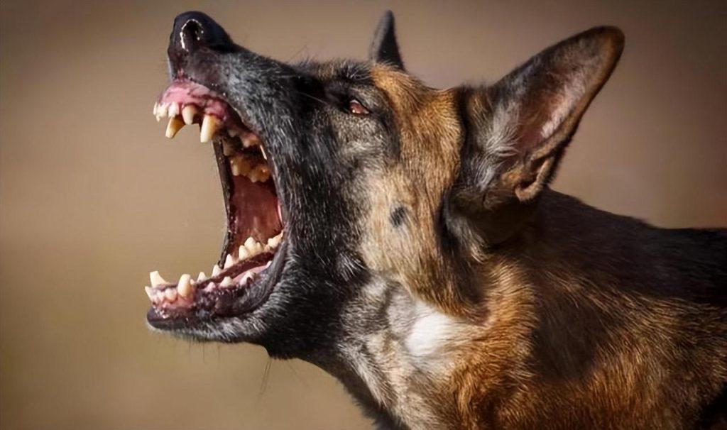 假如狗“咬你”怎么办？用这4个方法，就可以自救，狗如果咬你怎么办