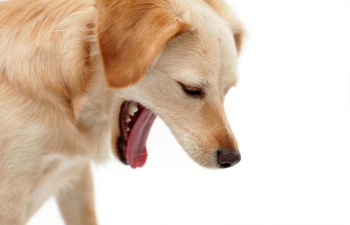 狗狗乱吃东西就要催吐？催吐并不是万能的，狗狗乱吃东西吐了可以继续喂食吗