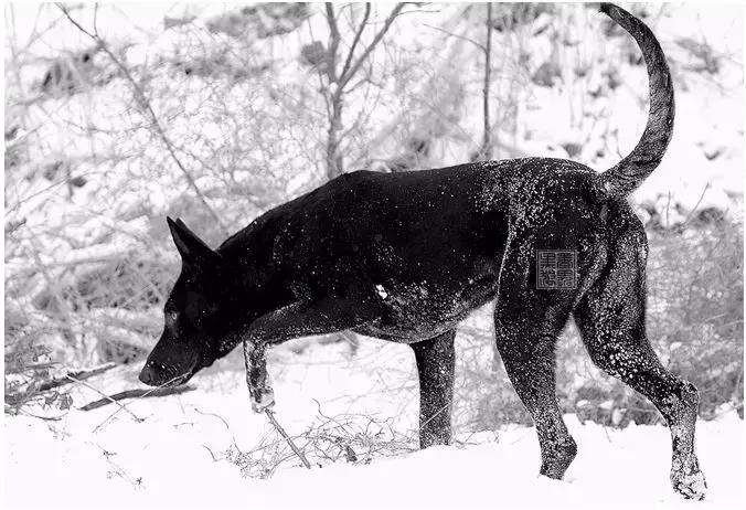 一个非常有争议性的犬种——墨界黑狼犬，纯种墨界黑狼犬多少钱