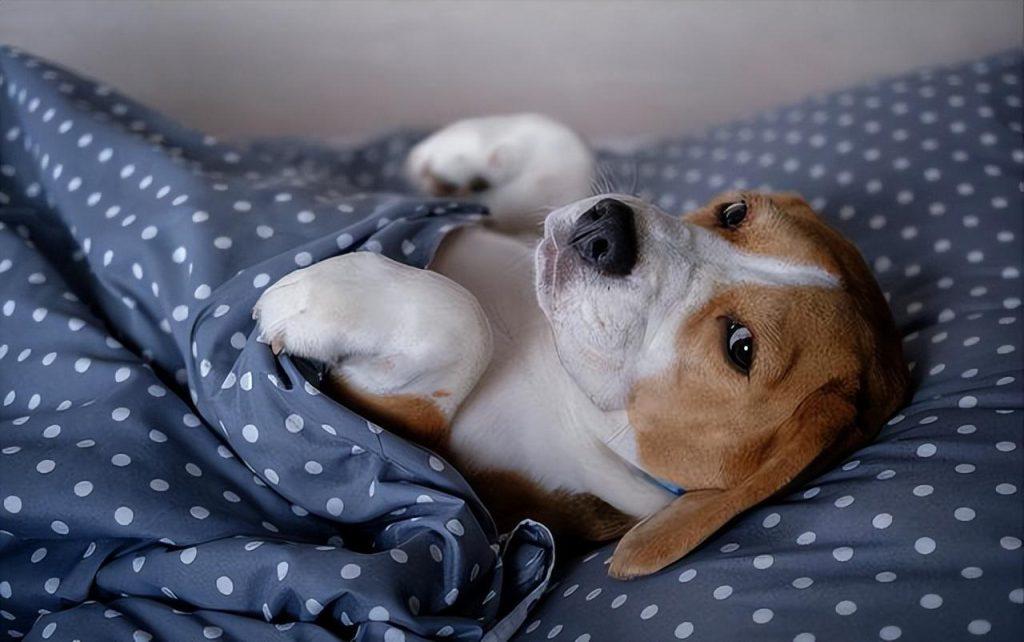 劝告！不要让狗狗“上床”睡觉，大概是这几个原因