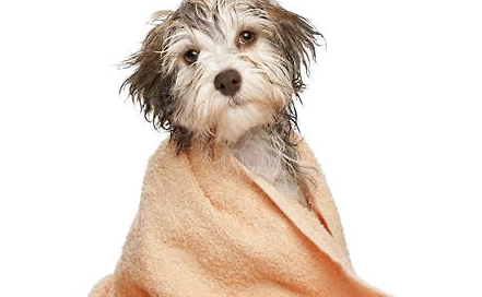 你知道狗狗为什么不喜欢洗澡吗？这5个原因你了解吗？（怎样给狗洗澡）
