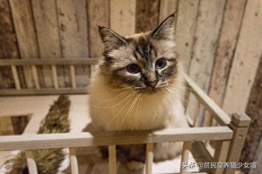 新手养猫不迷路,给铲屎官的5条养猫纯干货(养猫新手入门) 新手养猫不迷路,给铲屎官的5条养猫纯干货(养猫新手入门)