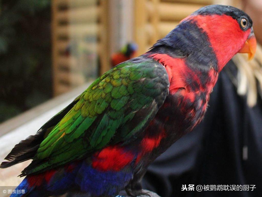 未来第二批开放鹦鹉标识的鹦鹉可能都有哪些?看看有没有你想养的(开放鹦鹉养殖) 未来第二批开放鹦鹉标识的鹦鹉可能都有哪些?看看有没有你想养的(开放鹦鹉养殖)