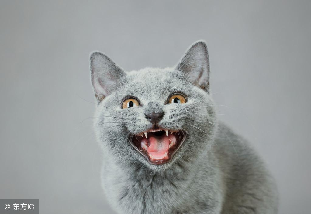 猫咪一直打喷嚏,流鼻涕,是怎么回事?是不是感染了猫鼻支?(猫老是打喷嚏流鼻涕) 猫咪一直打喷嚏,流鼻涕,是怎么回事?是不是感染了猫鼻支?(猫老是打喷嚏流鼻涕)