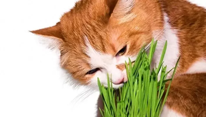 猫咪营养需求之：维生素、矿物质、水（猫的维生素摄入标准）