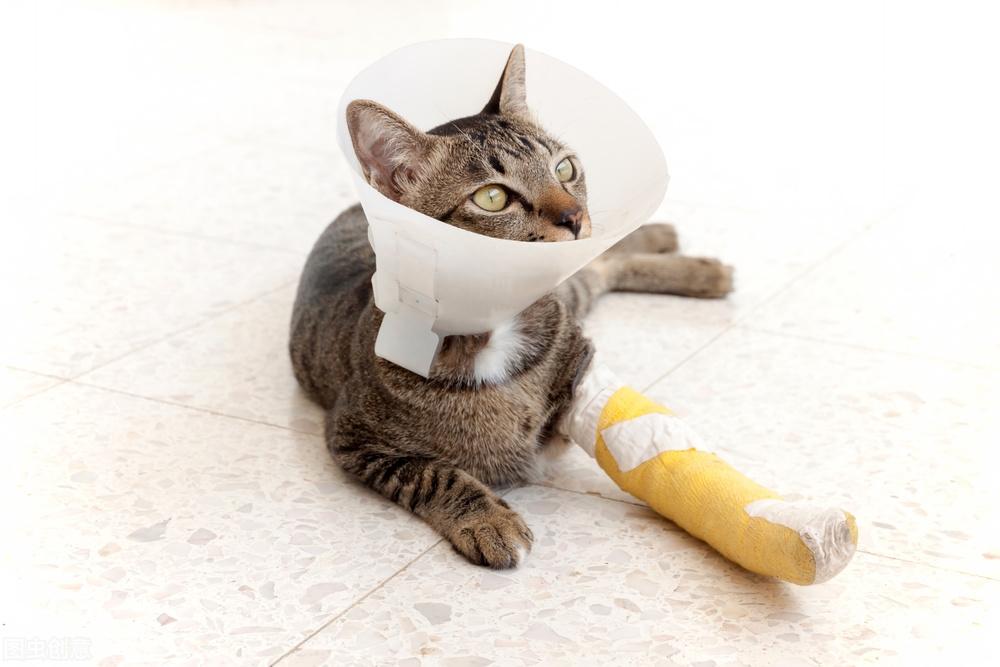 猫受伤出血要涂抹什么药好(猫摔伤内出血吃什么药) 猫受伤出血要涂抹什么药好(猫摔伤内出血吃什么药)