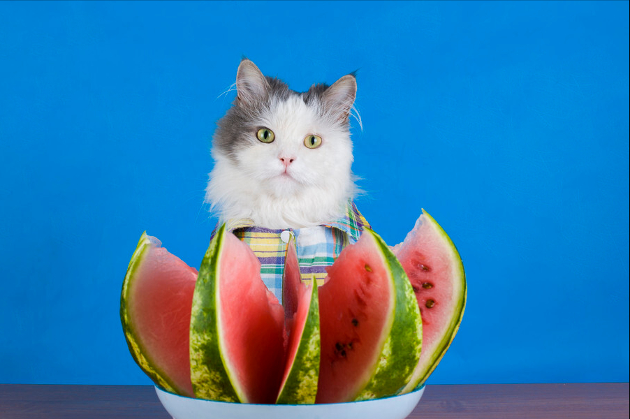 这六种水果给猫咪吃,营养高还不贵(给猫吃什么水果好) 这六种水果给猫咪吃,营养高还不贵(给猫吃什么水果好)