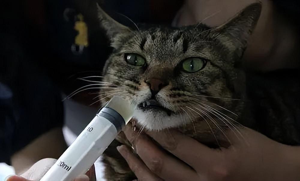 “我家猫咪不爱喝水，想长期用针管喂它，可行吗？”（猫咪一直不喝水可以用注射器么）