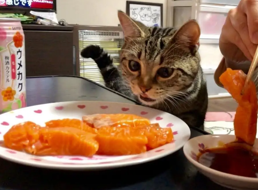 猫可食用的“10种”人类食品，适量吃对它有益（猫可以吃什么人类的东西）