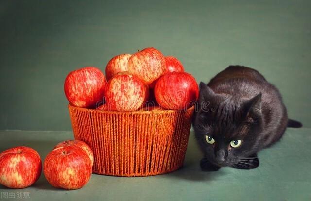 这六种水果给猫咪吃，营养高还不贵（给猫吃什么水果好）