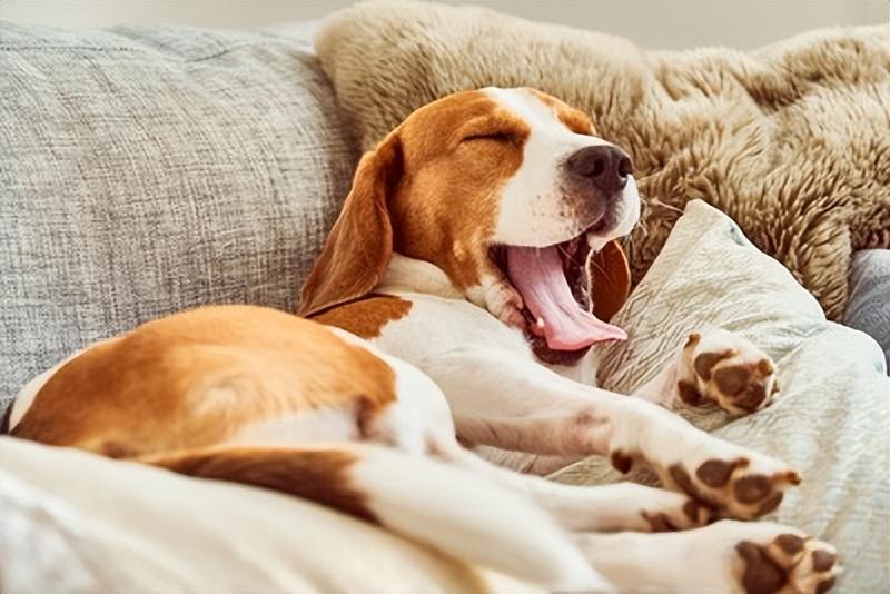 狗“睡眠不足”的4个信号！营造舒适睡眠的诀窍和应对方法是什么?（狗狗自己过夜会害怕吗）